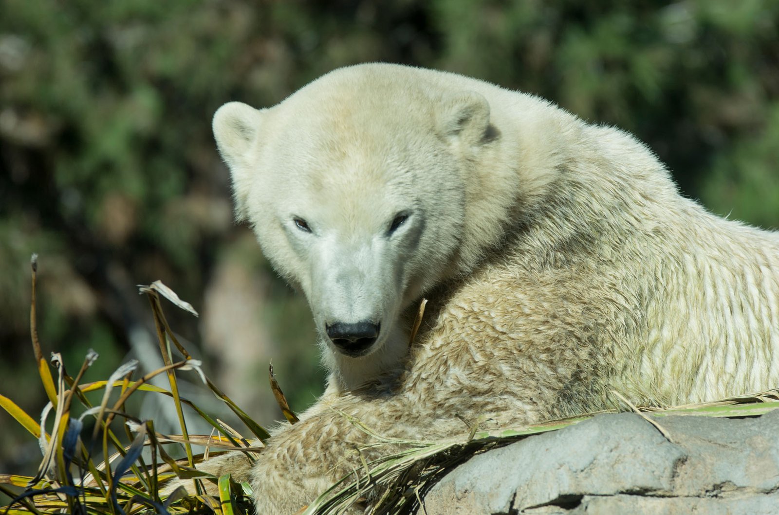 San Diego Zoo Part I 072